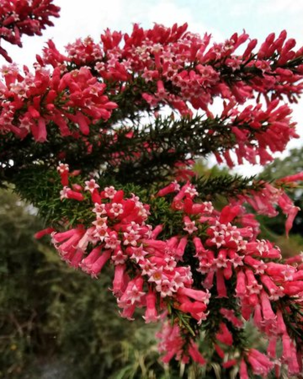 Colletia ulicina