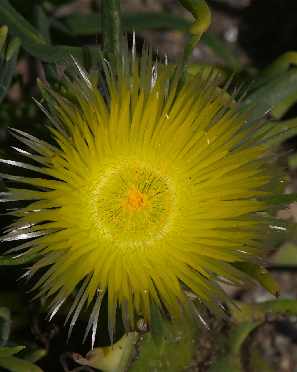 Conicosia pugioniformis