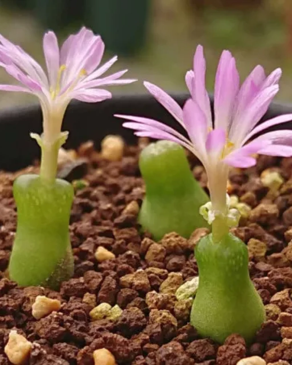 Conophytum achabense