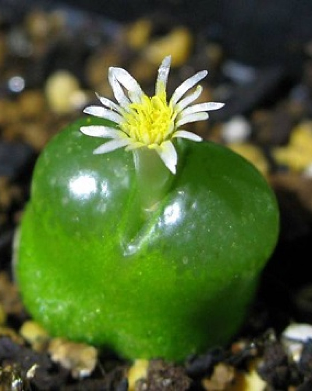 Conophytum acutum