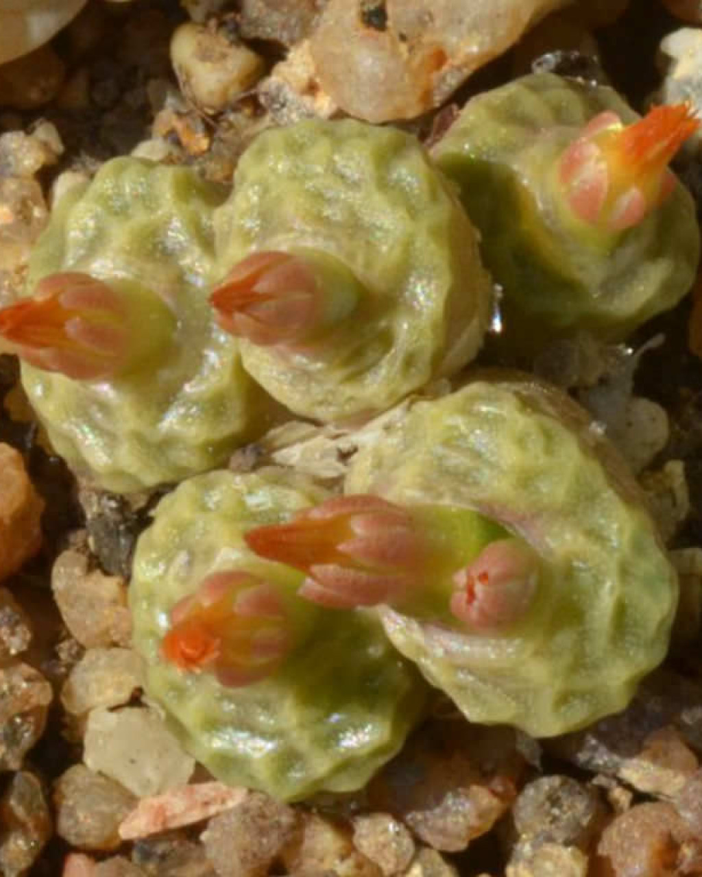Conophytum angelicae