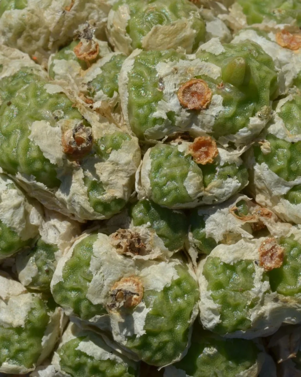 Conophytum angelicae ssp. tetragonum