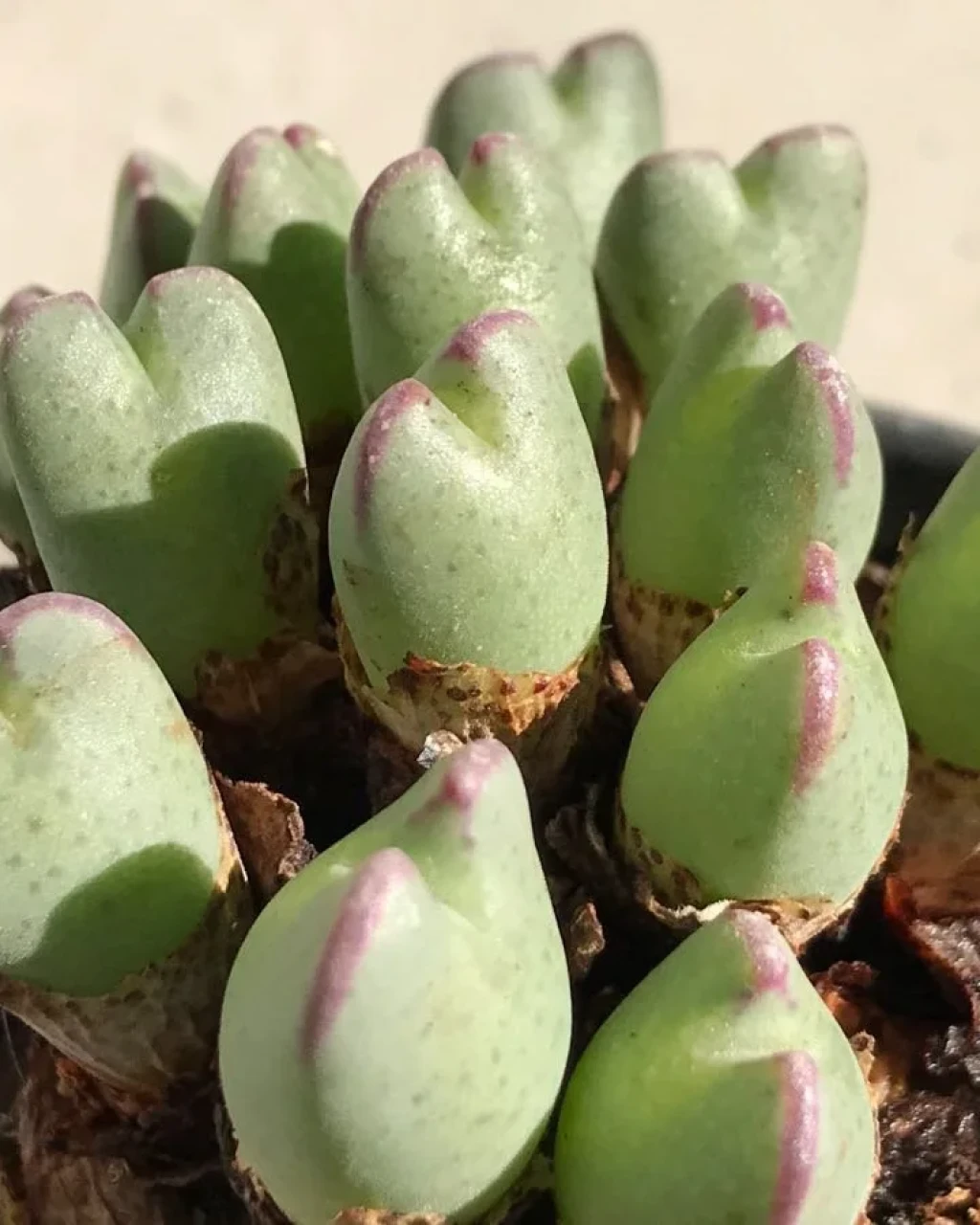 Conophytum antonii
