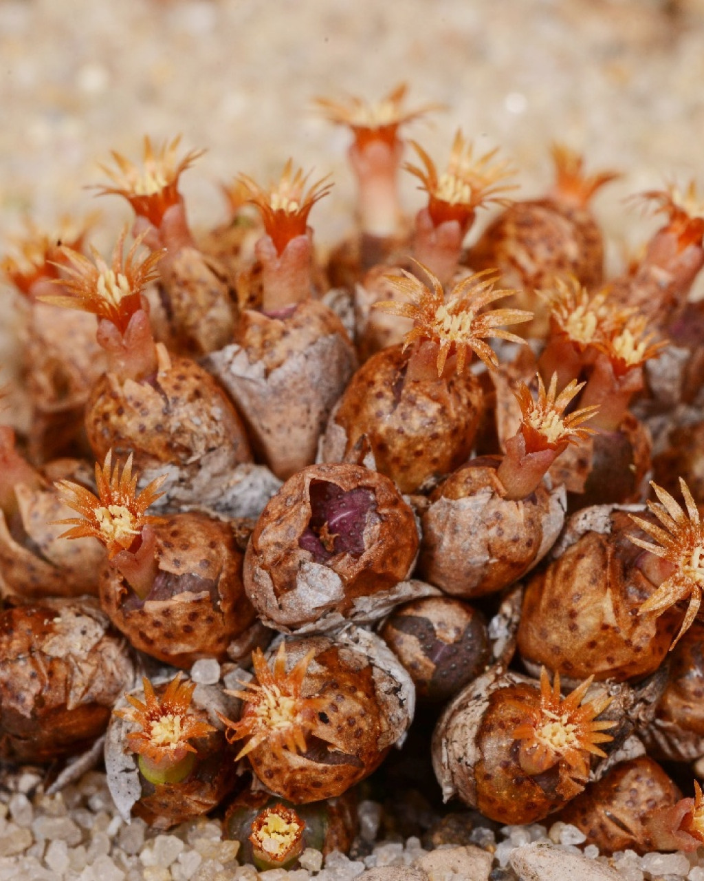 Conophytum armianum