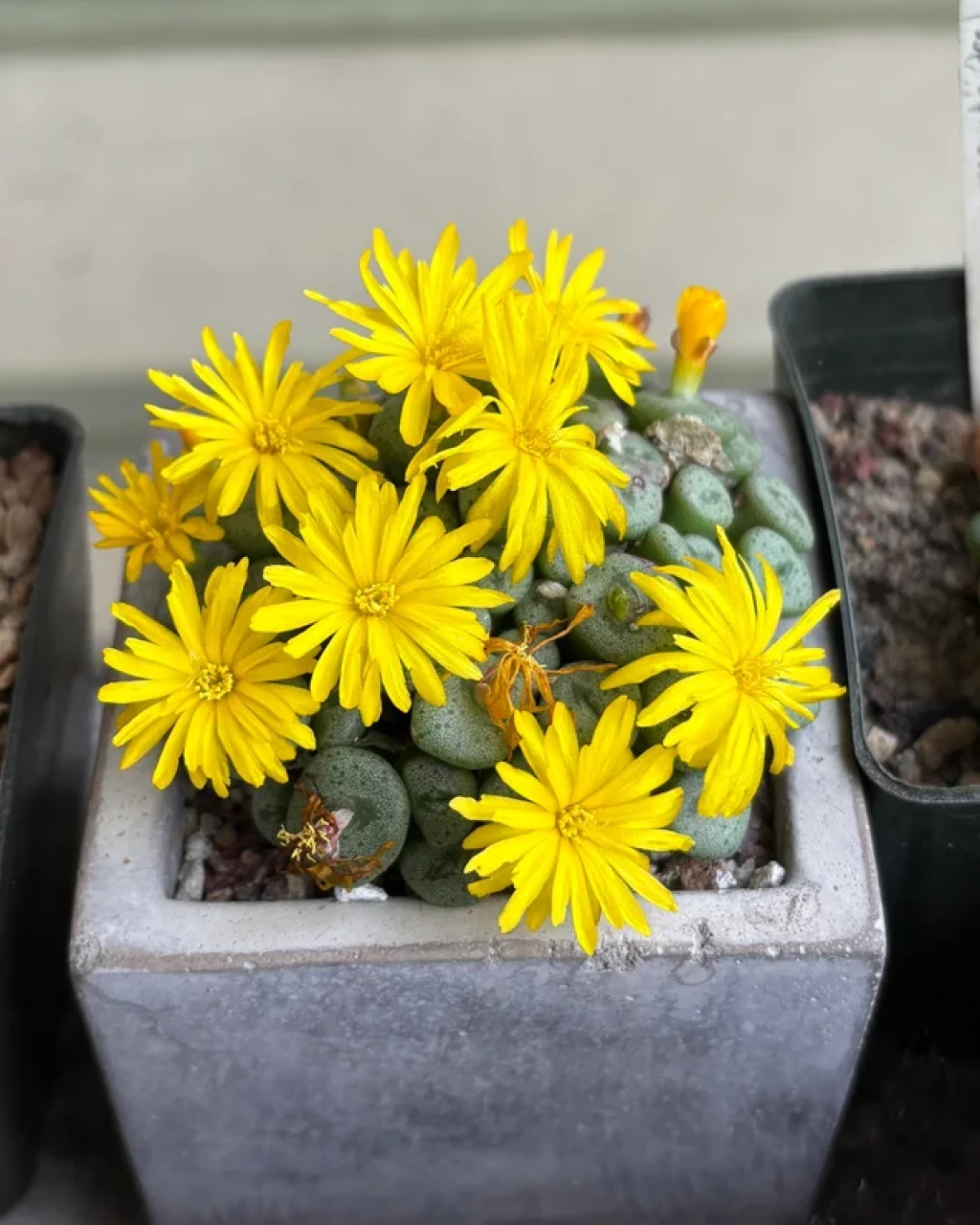 Conophytum auriflorum