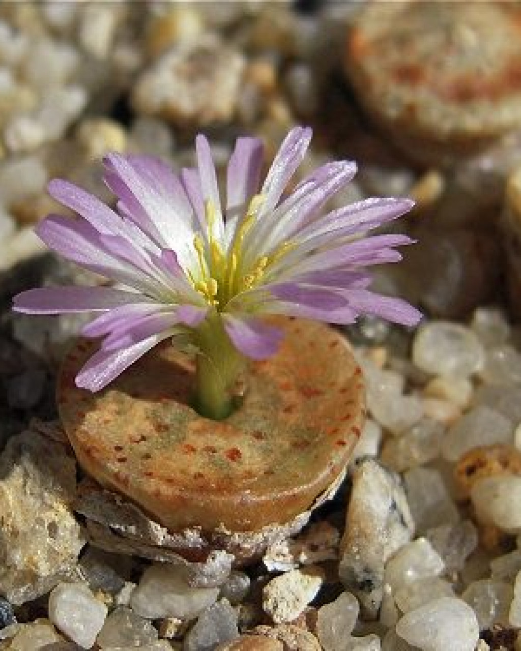 Conophytum bachelorum