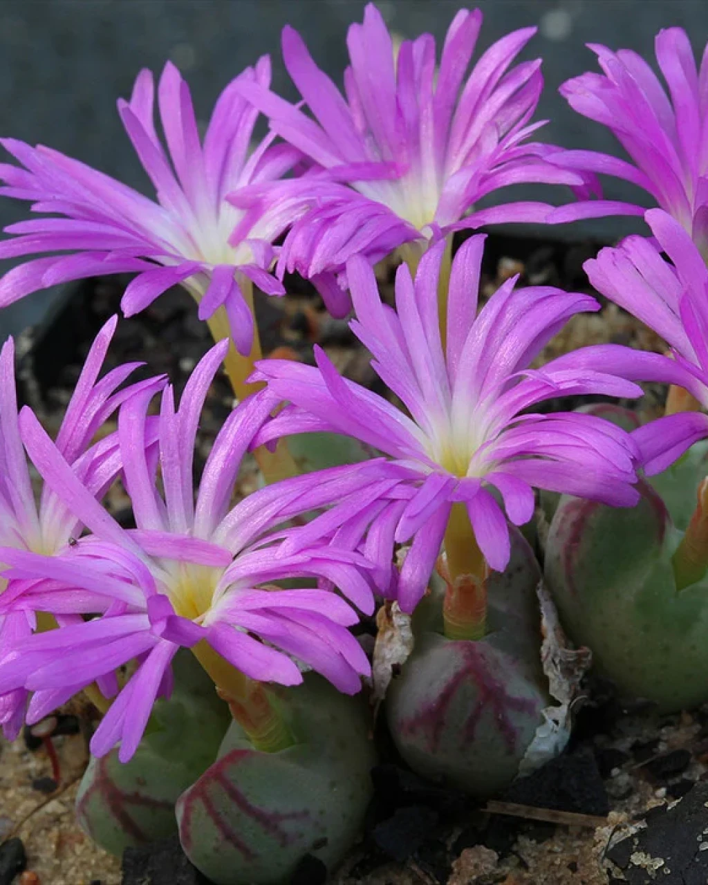 Conophytum bicarinatum