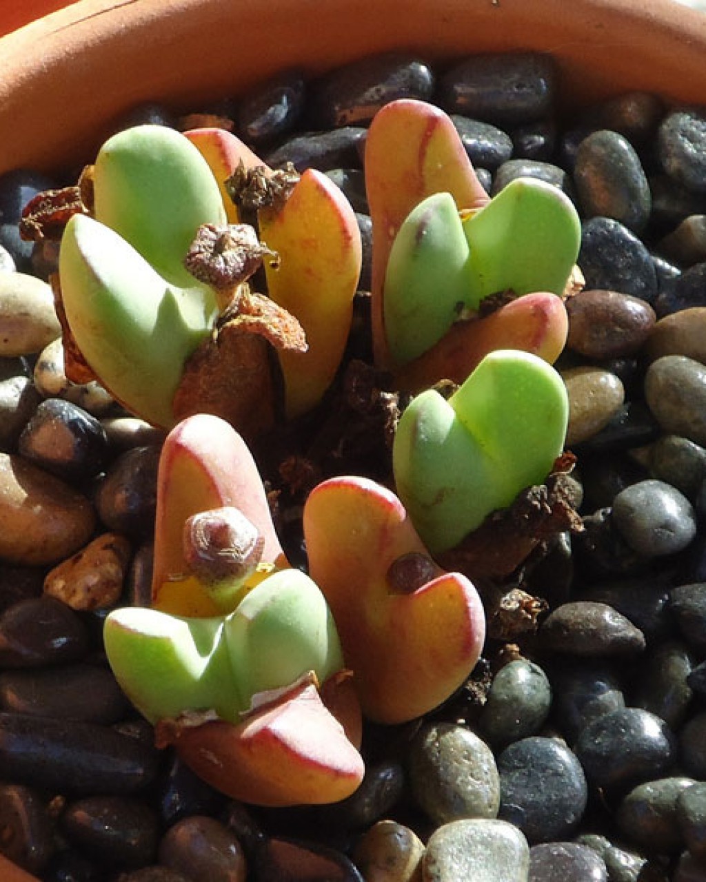 Conophytum Bilobum