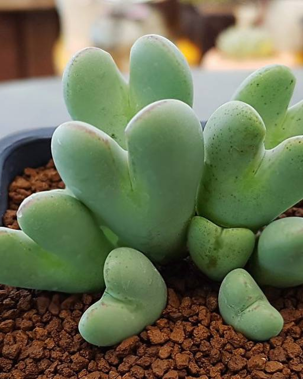 Conophytum bilobum