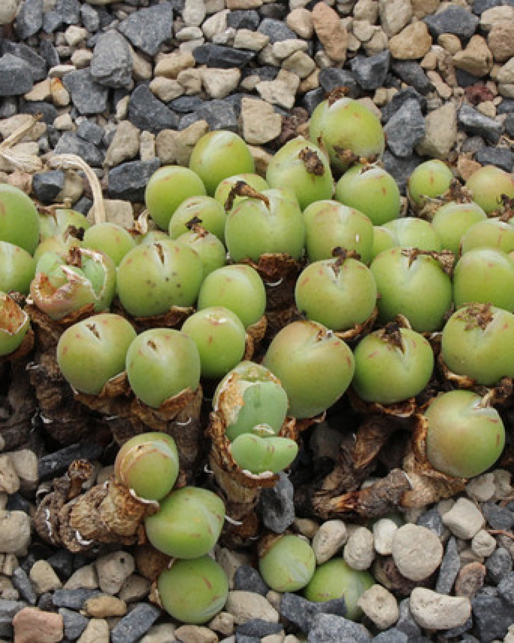 Conophytum bilobum subsp. altum
