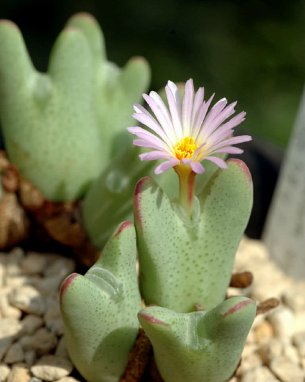 Conophytum bilobum subsp. gracilistylum