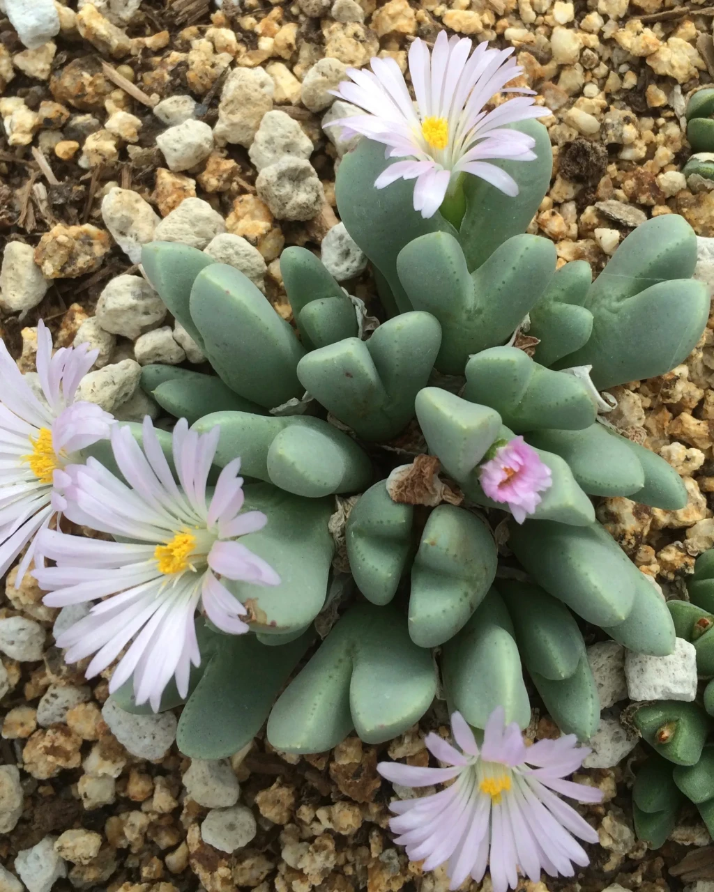Conophytum blandum