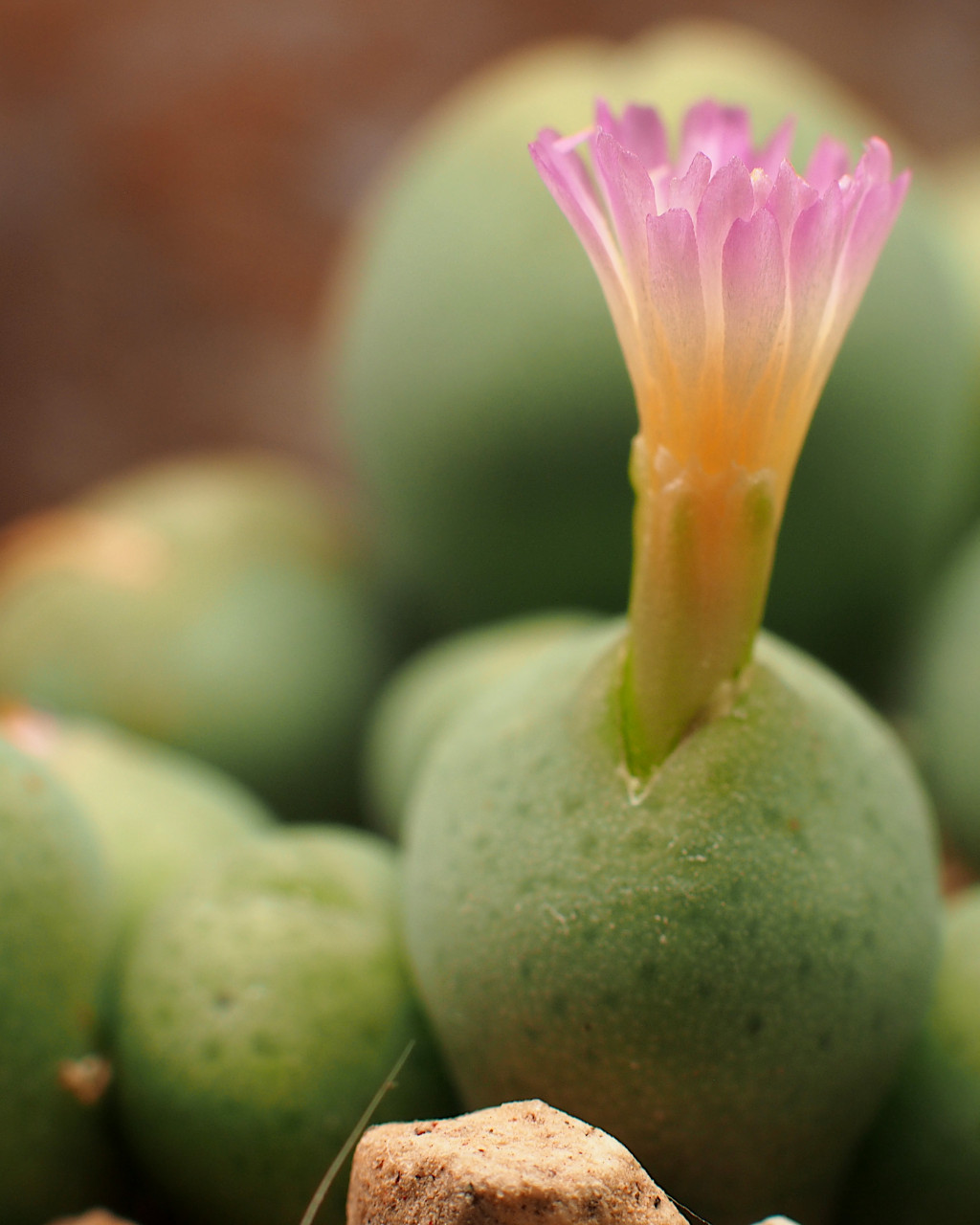 Conophytum bolusiae