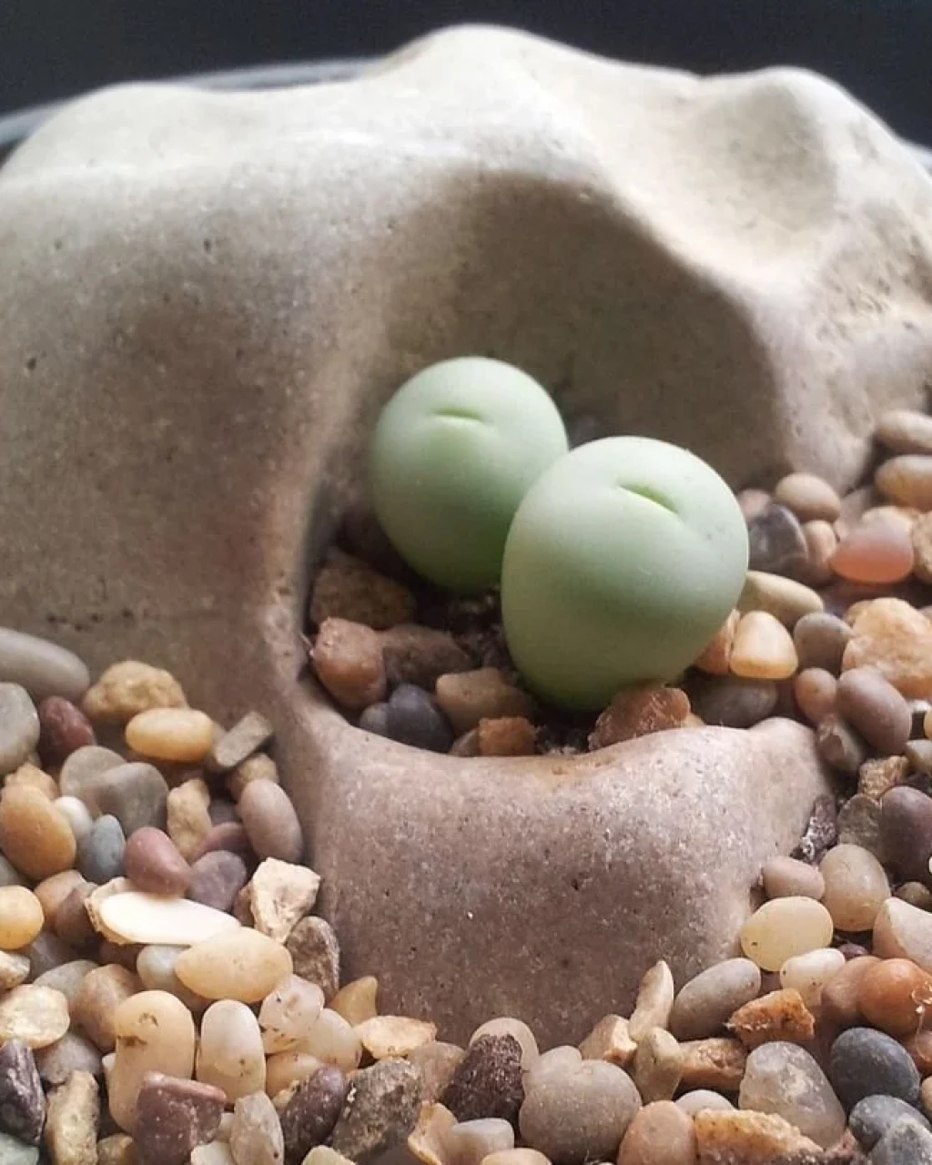 Conophytum breve