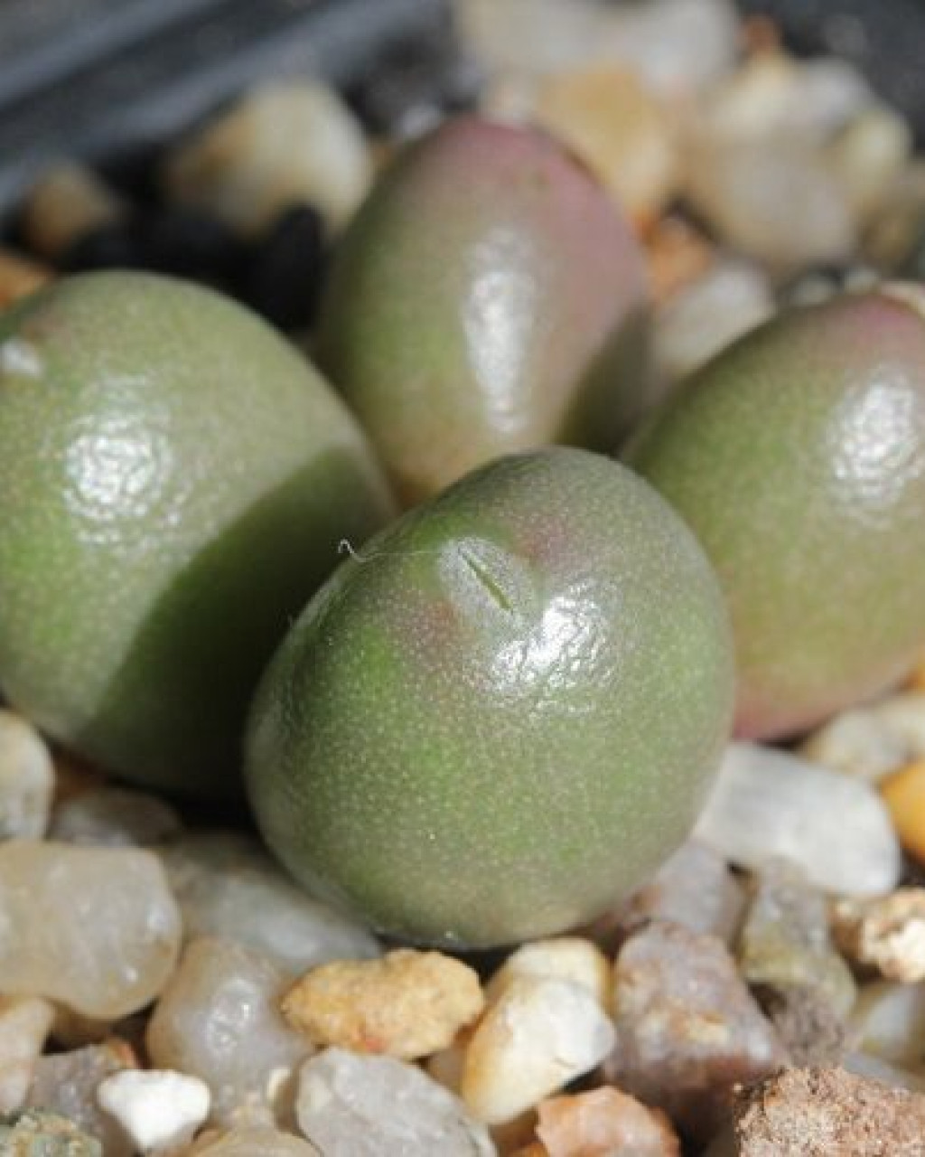 Conophytum brunneum
