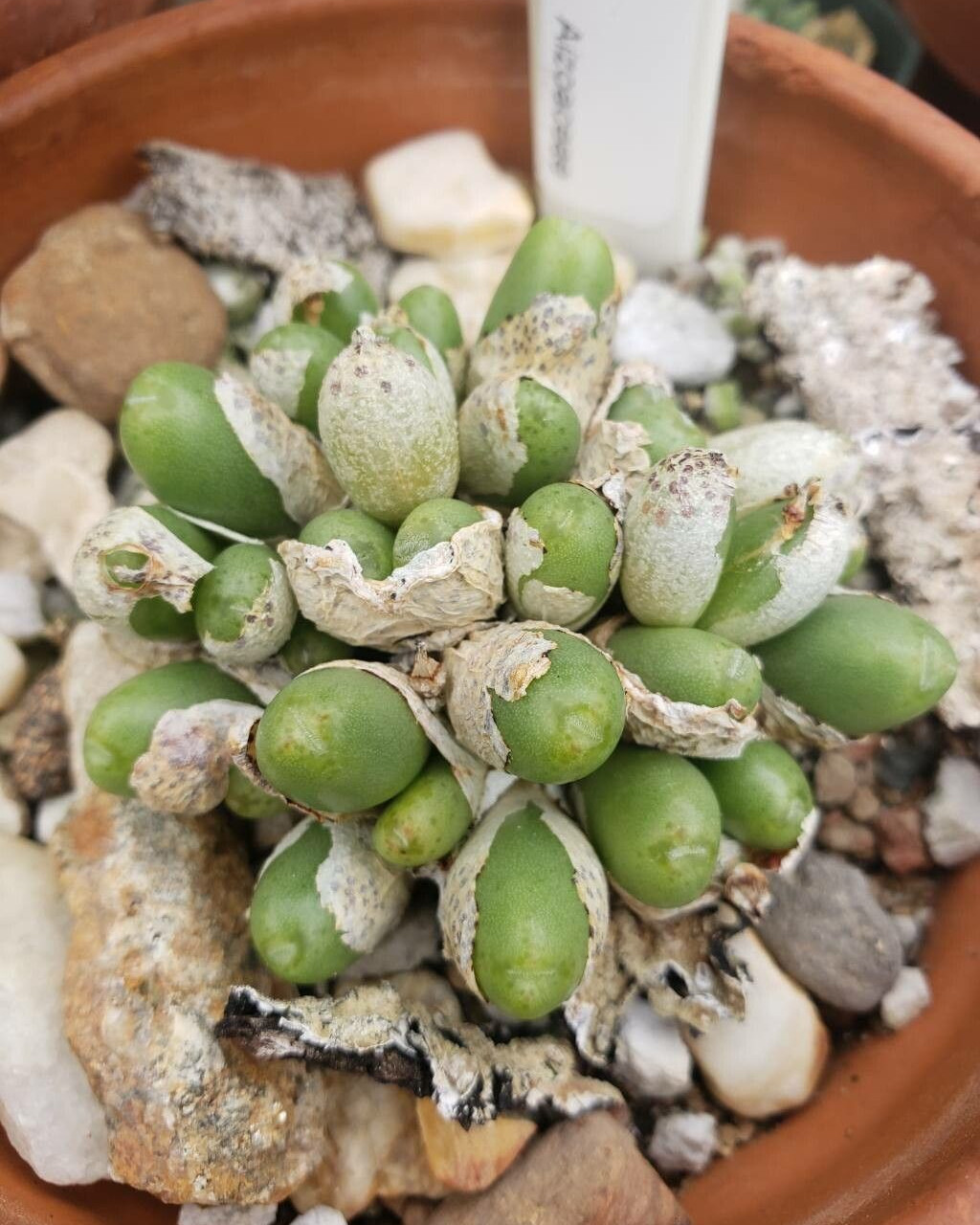 Conophytum bruynsii