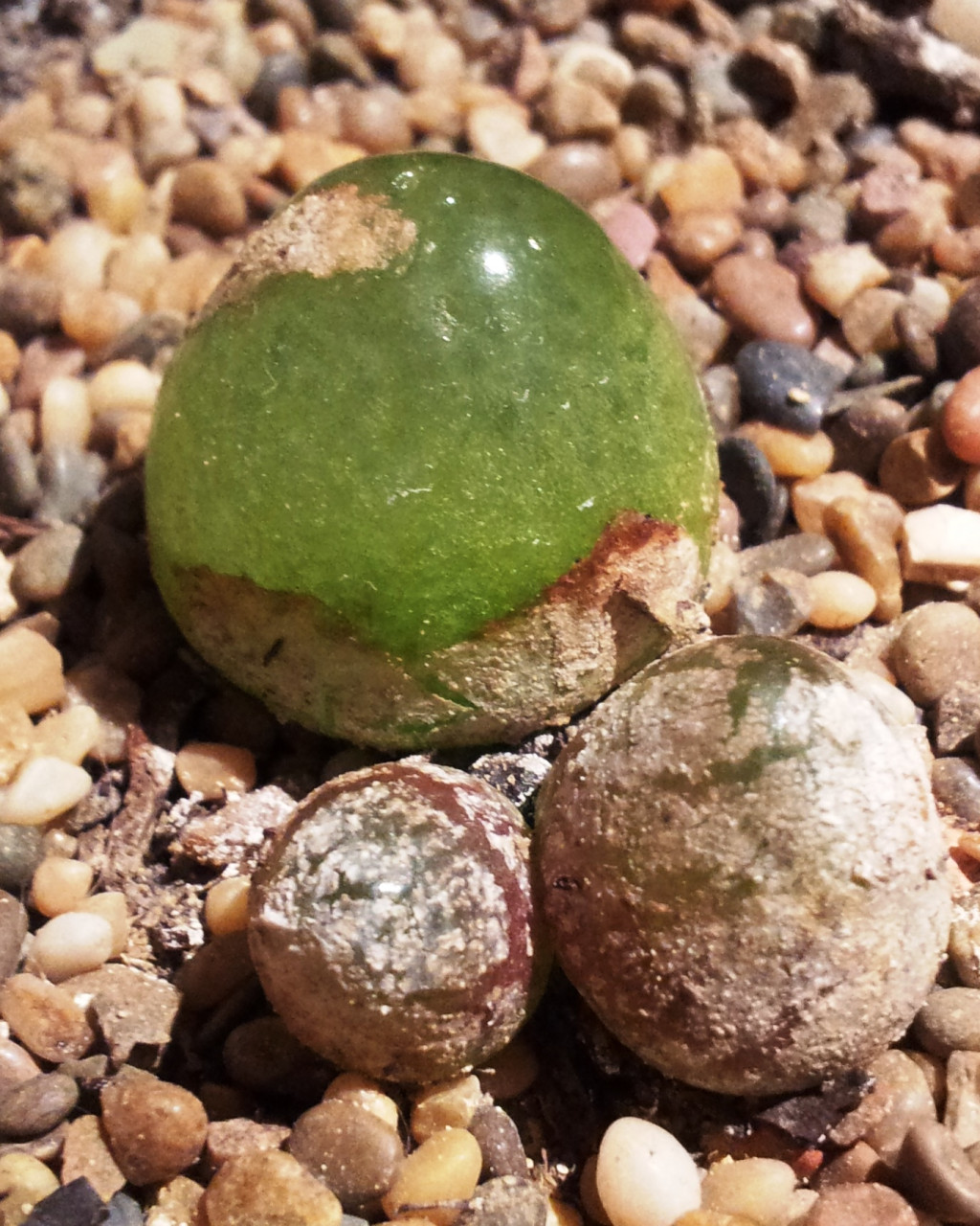 Conophytum burgeri