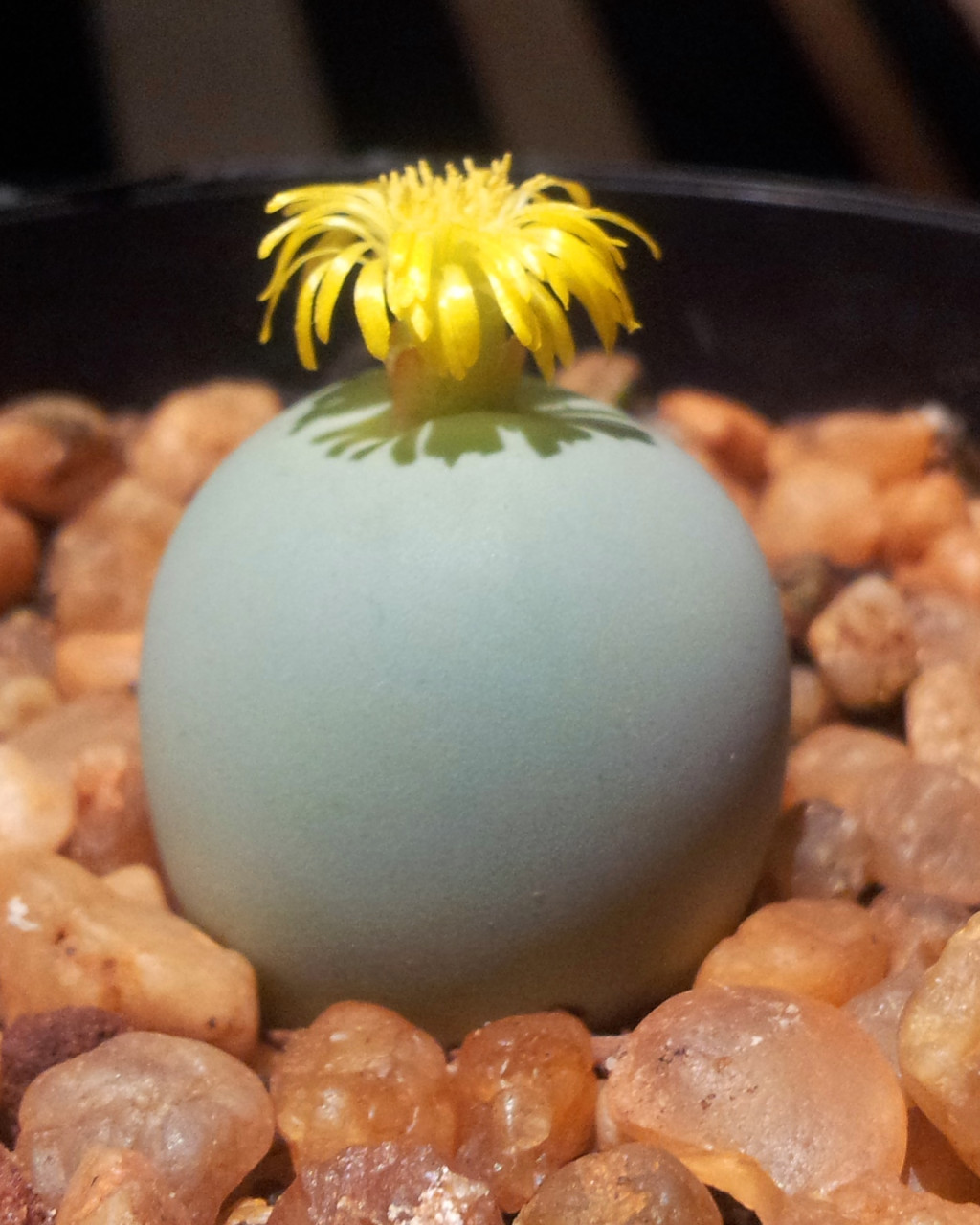 Conophytum calculus