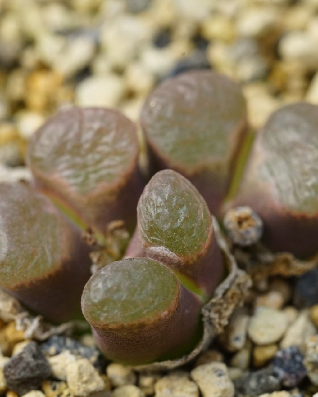 Conophytum caroli