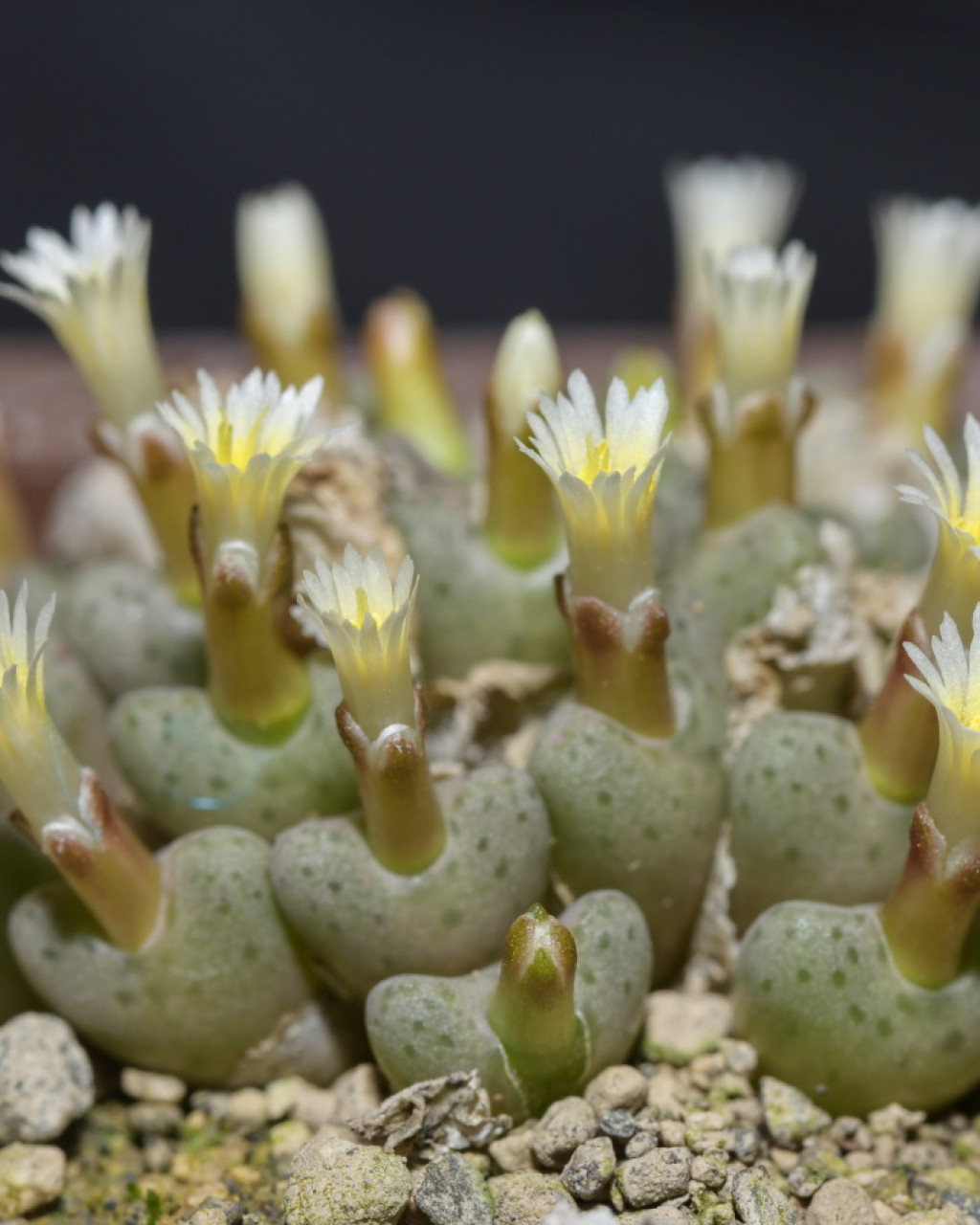 Conophytum carpianum