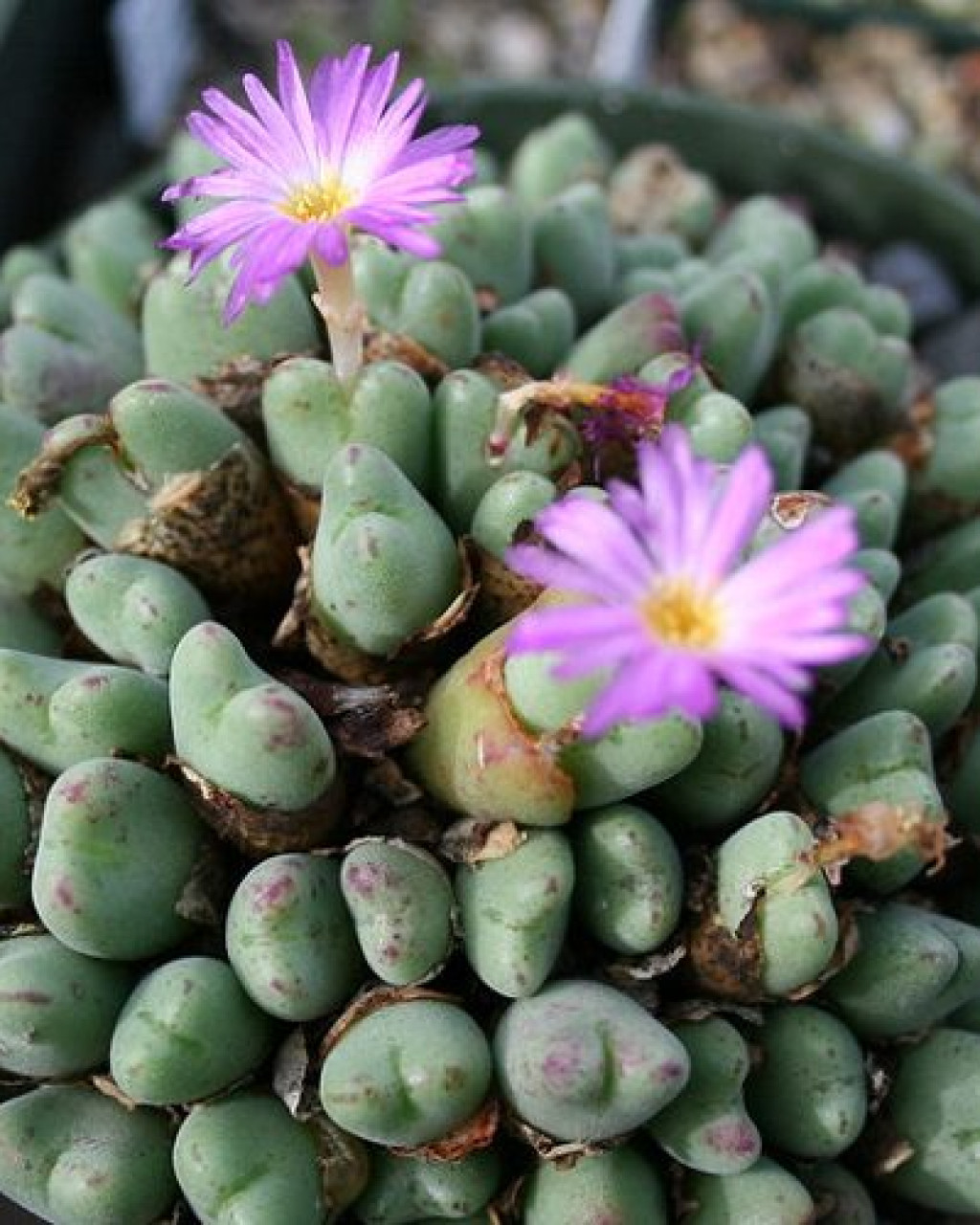 Conophytum chauviniae