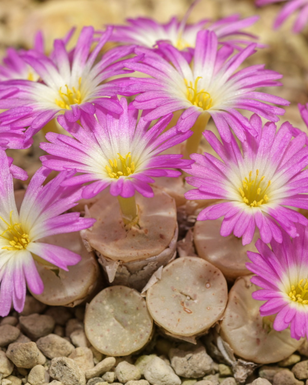 Conophytum chrisocruxum