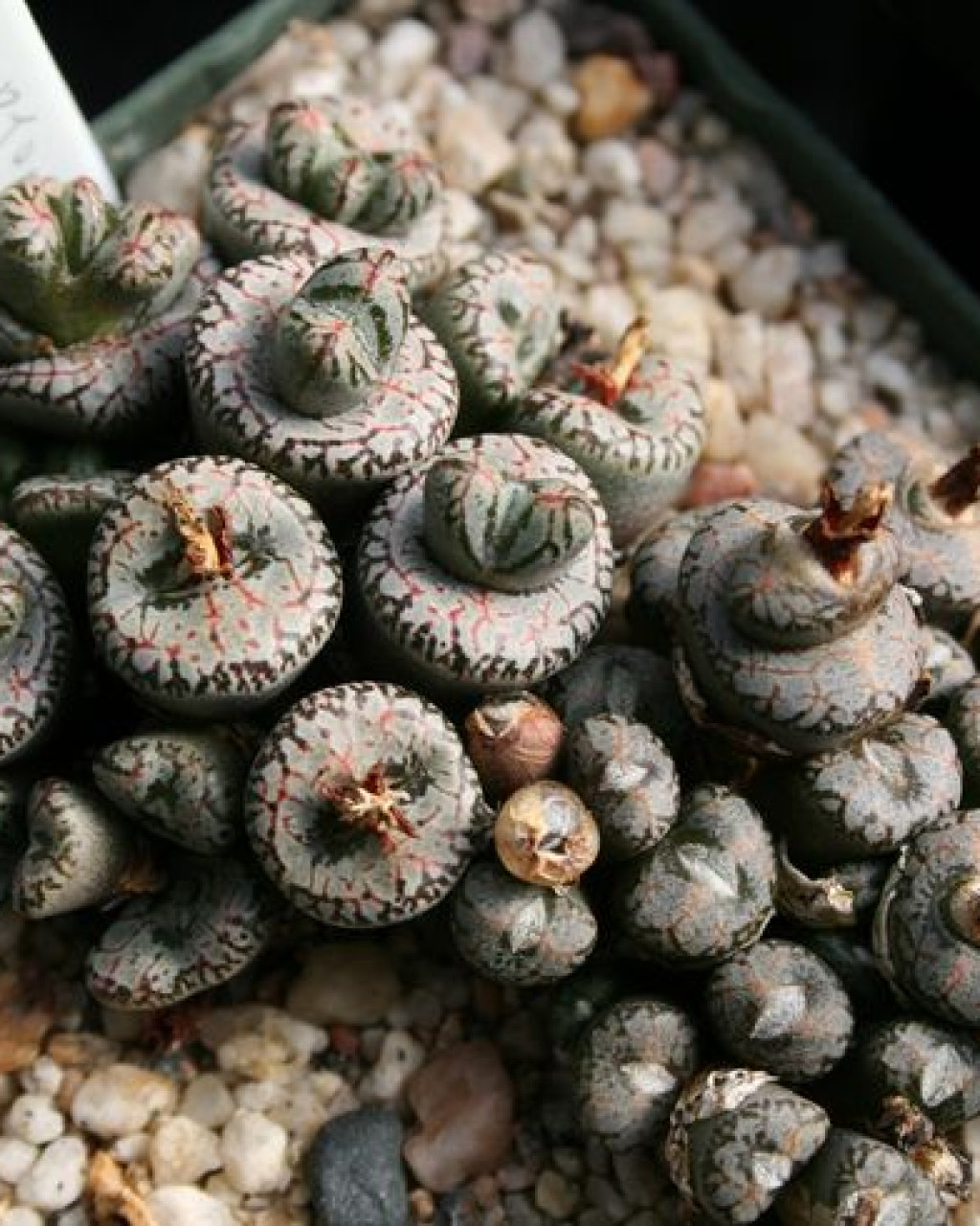 Conophytum comptonii