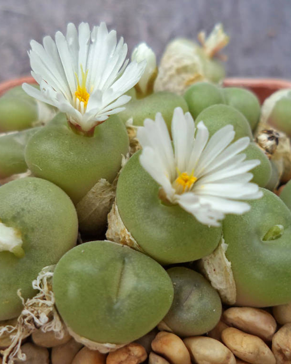 Conophytum concavum