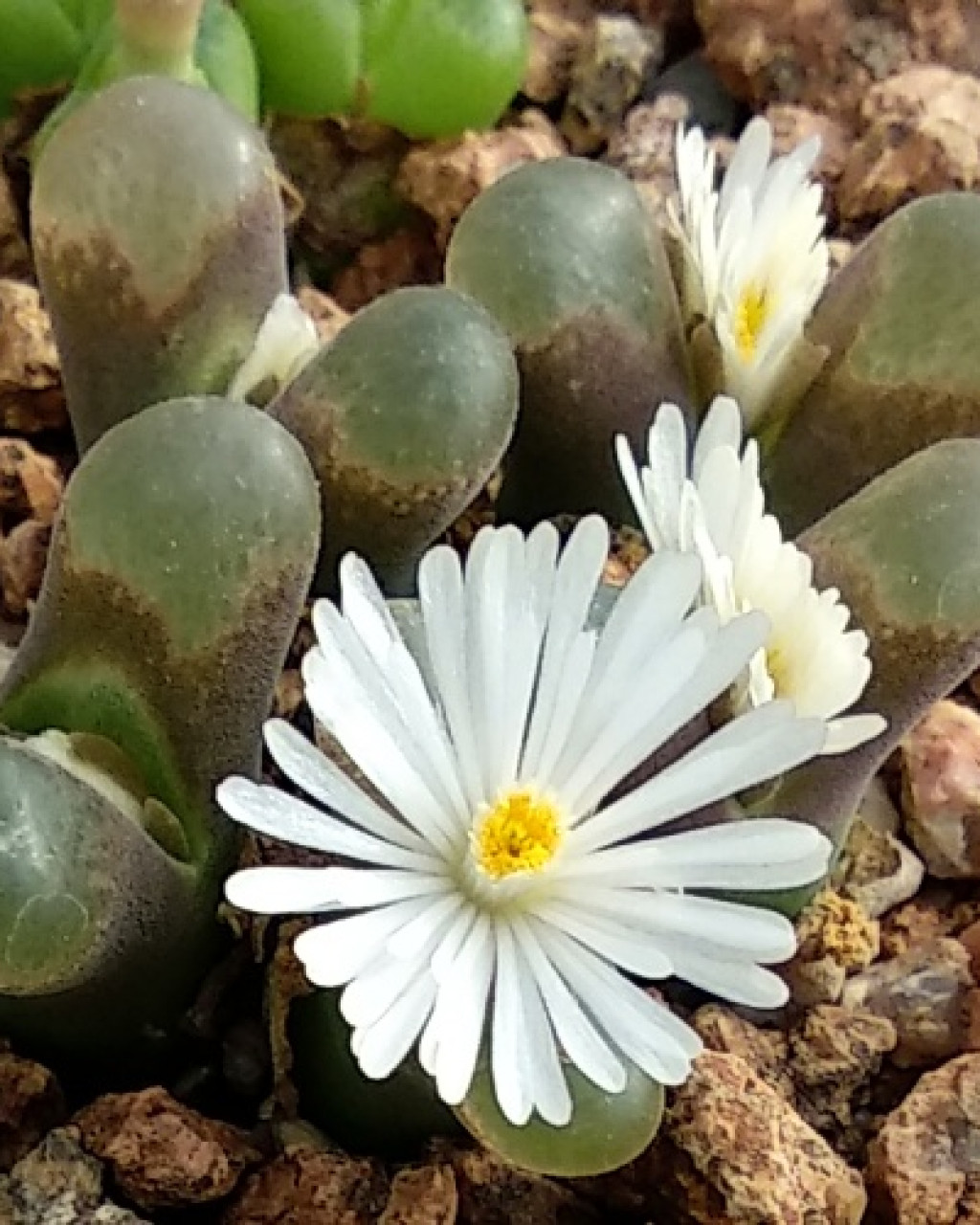 Conophytum concordans