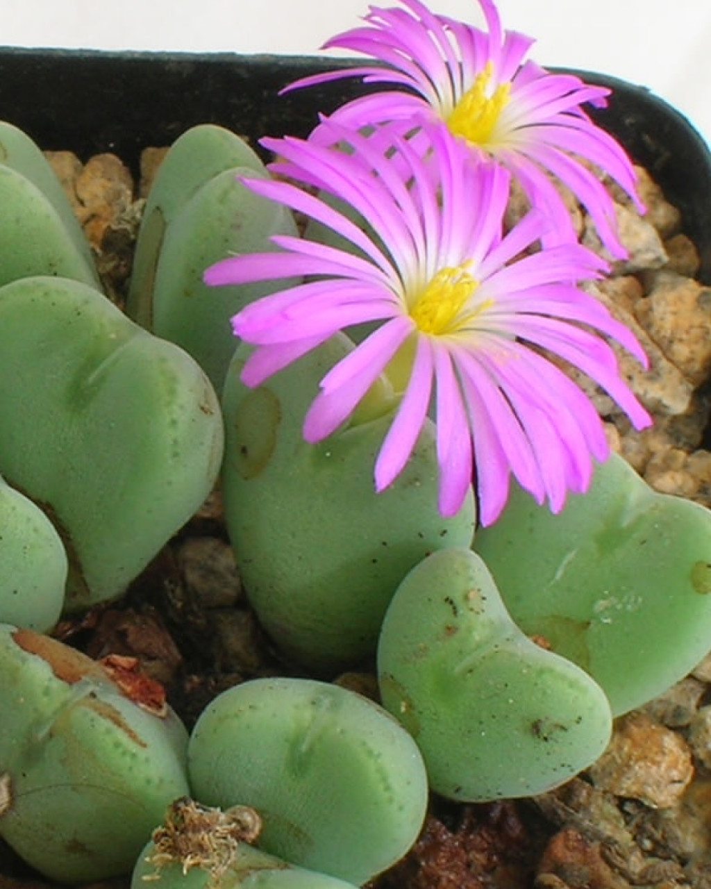 Conophytum cordatum