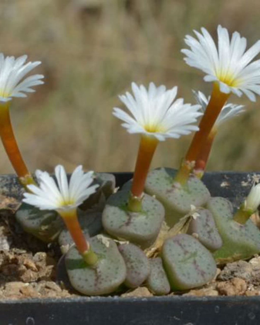 Conophytum cubicum