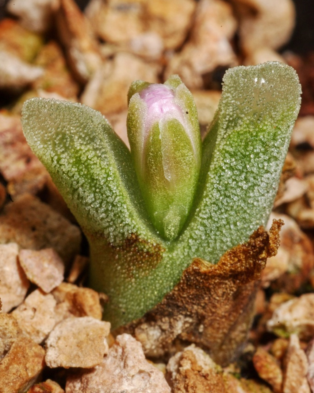 Conophytum devium