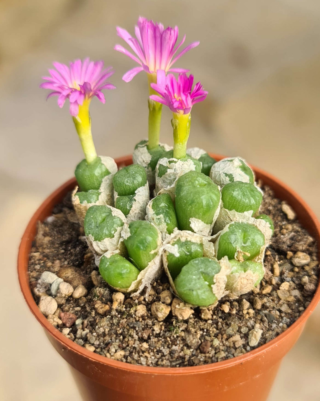 Conophytum ectypum