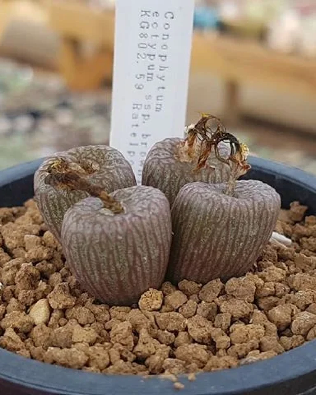 Conophytum ectypum ssp. brownii