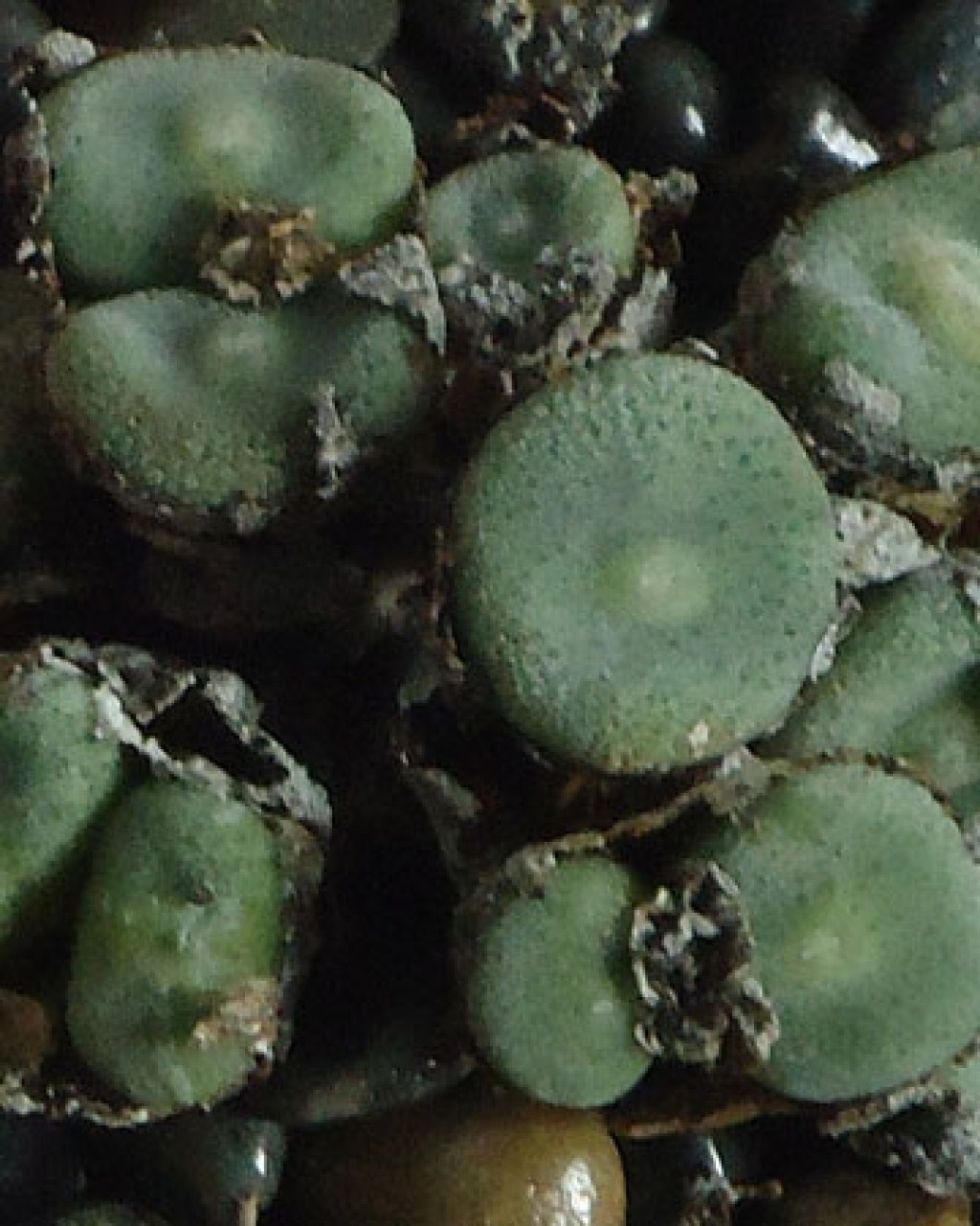 Conophytum Ernestii
