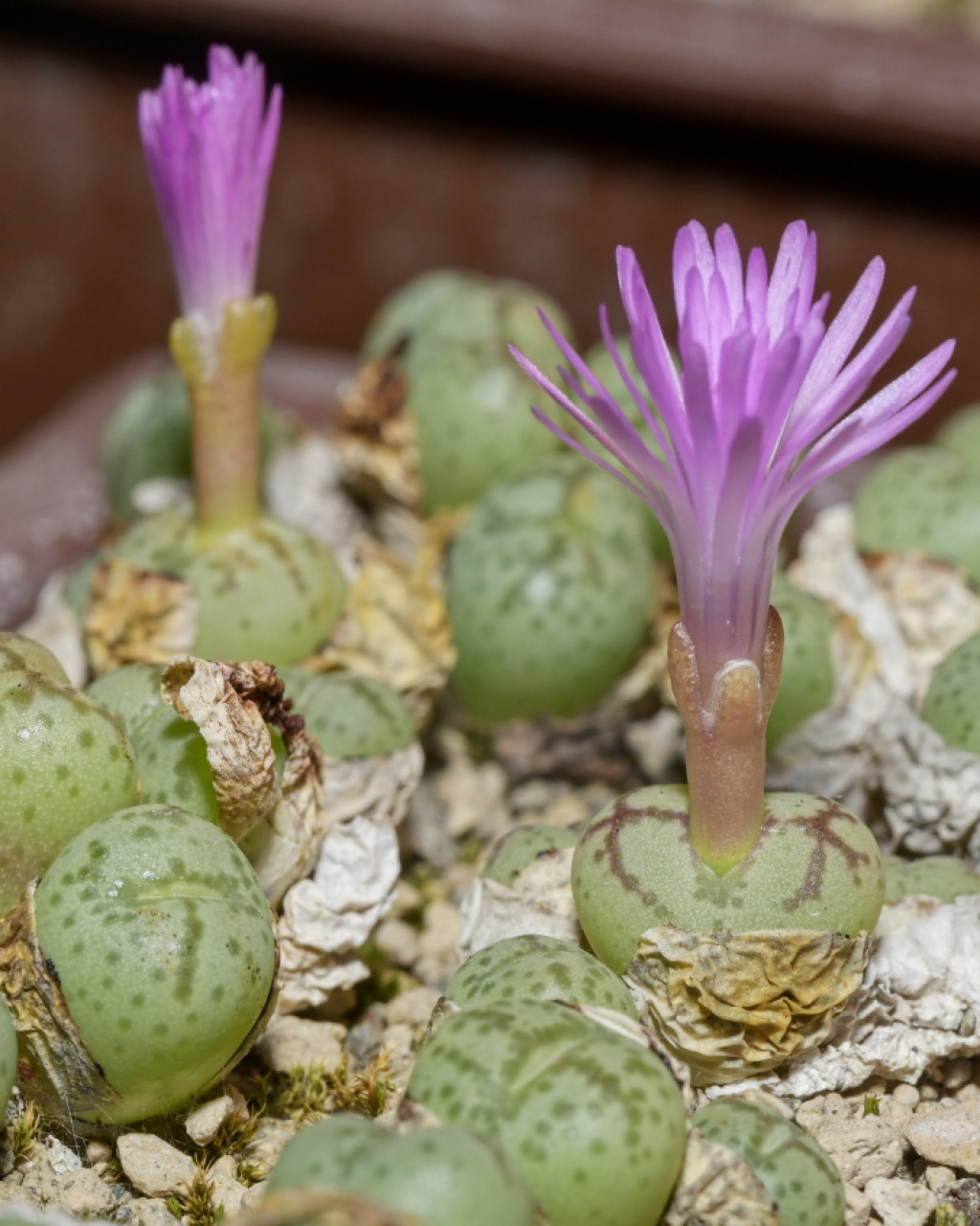 Conophytum ficiforme