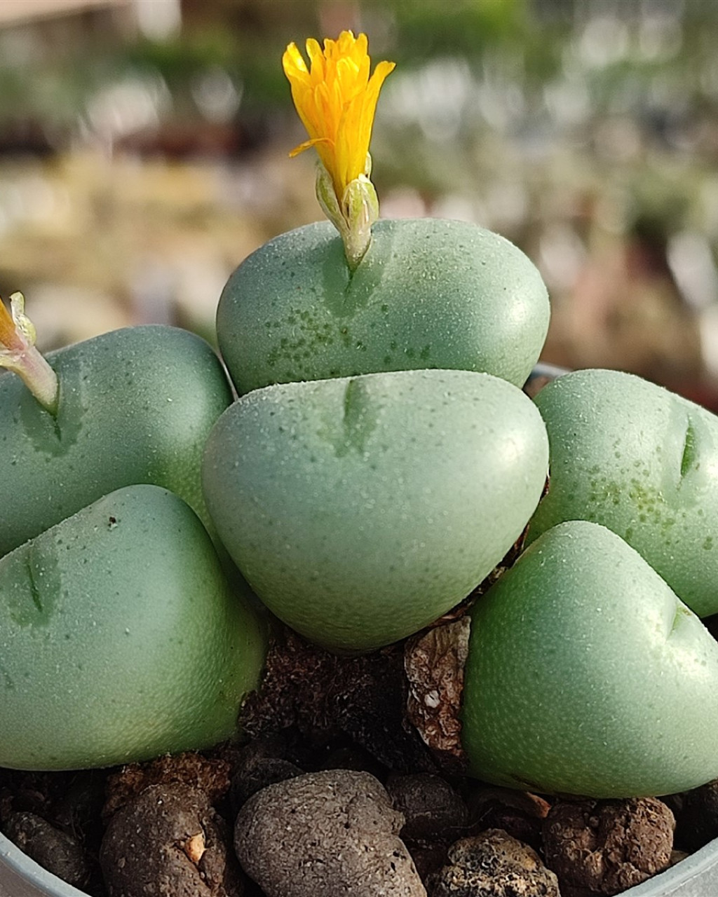 Conophytum flavum