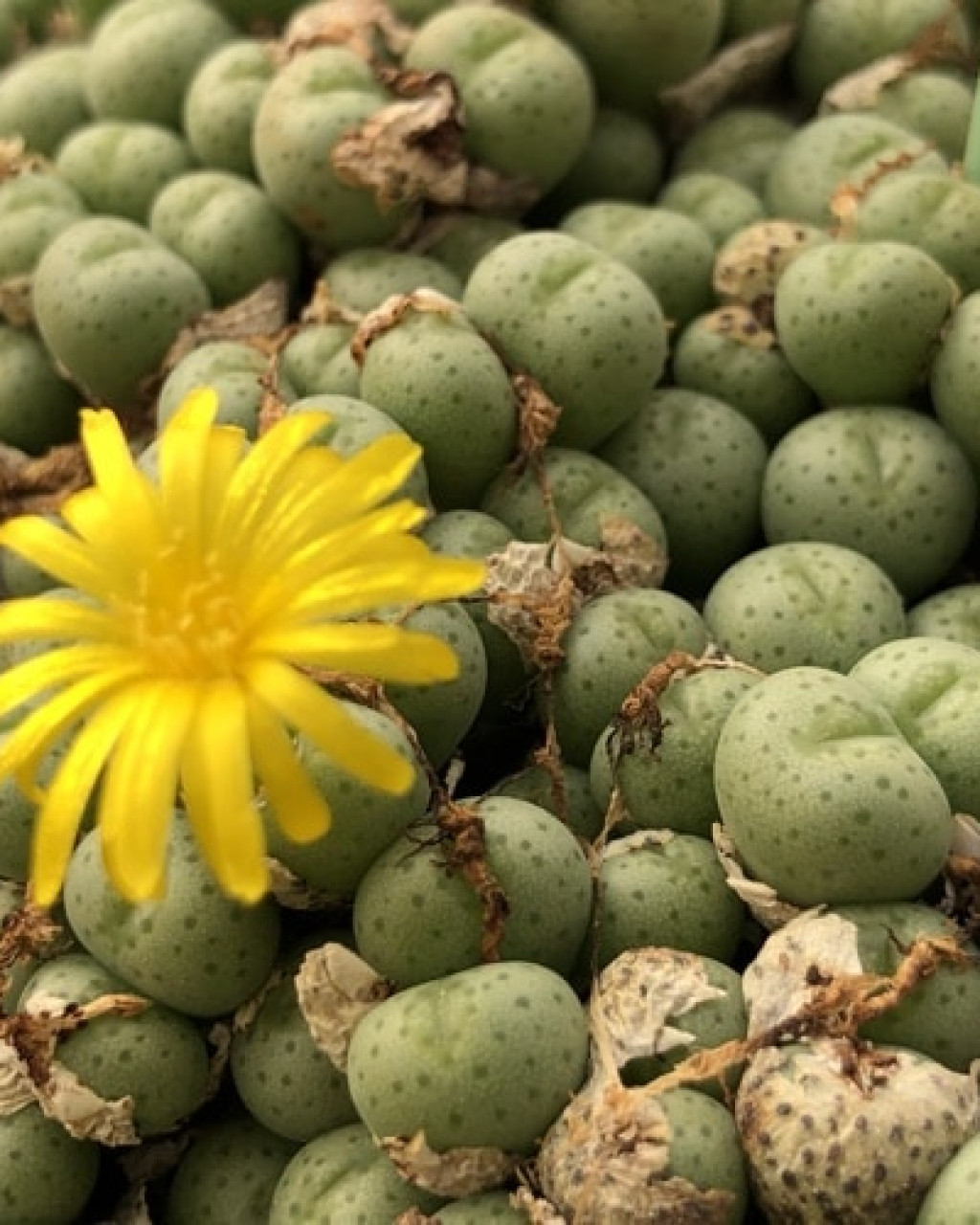Conophytum flavum subsp. novicium