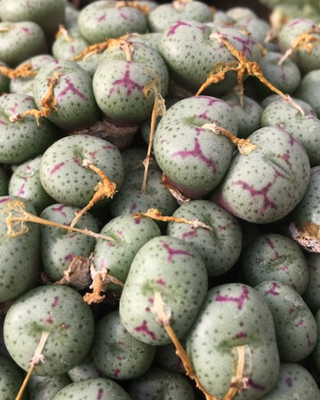 Conophytum fraternum