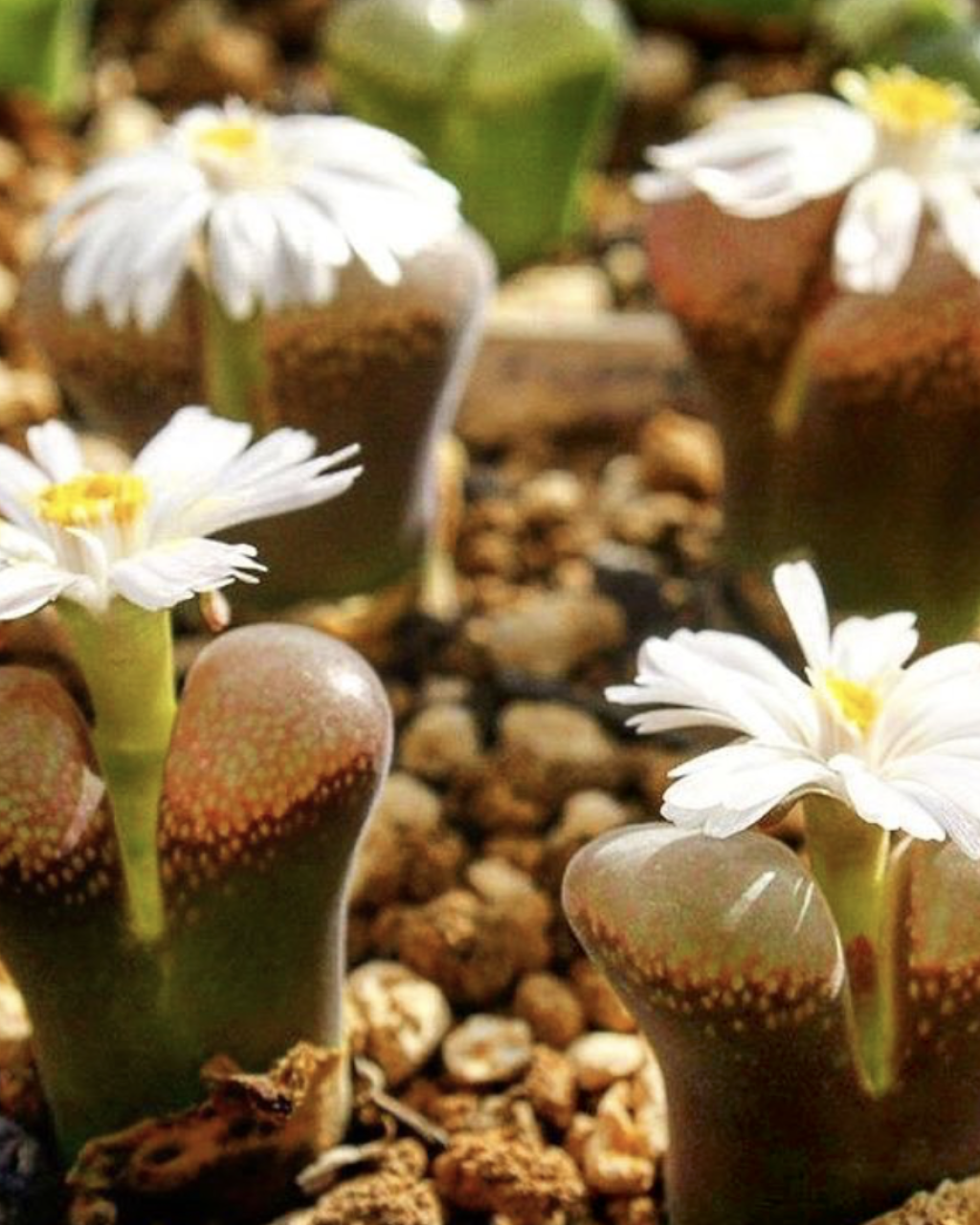 Conophytum friedrichiae