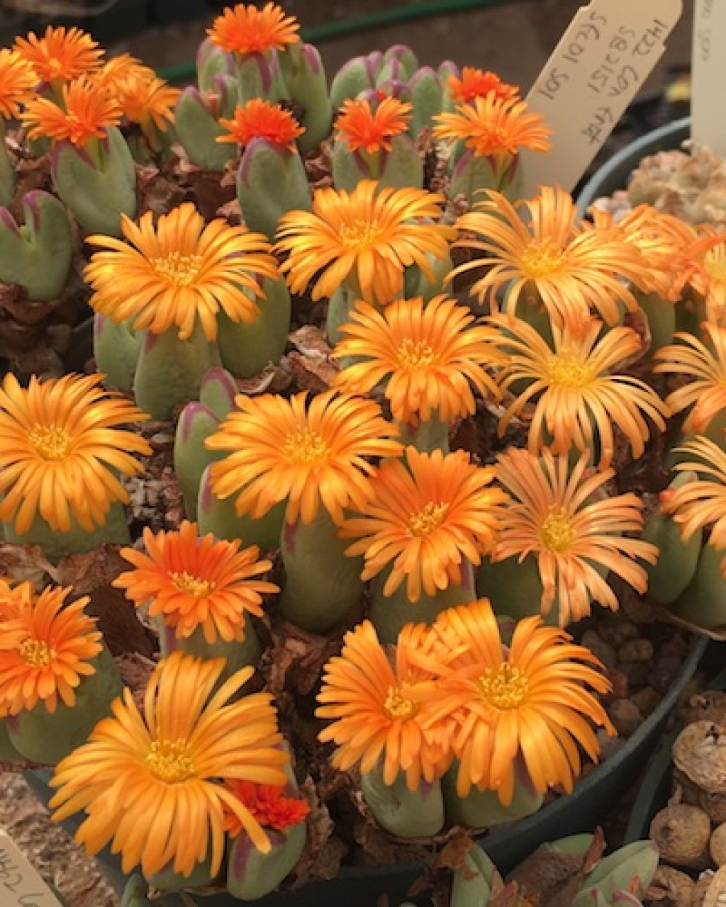Conophytum frutescens