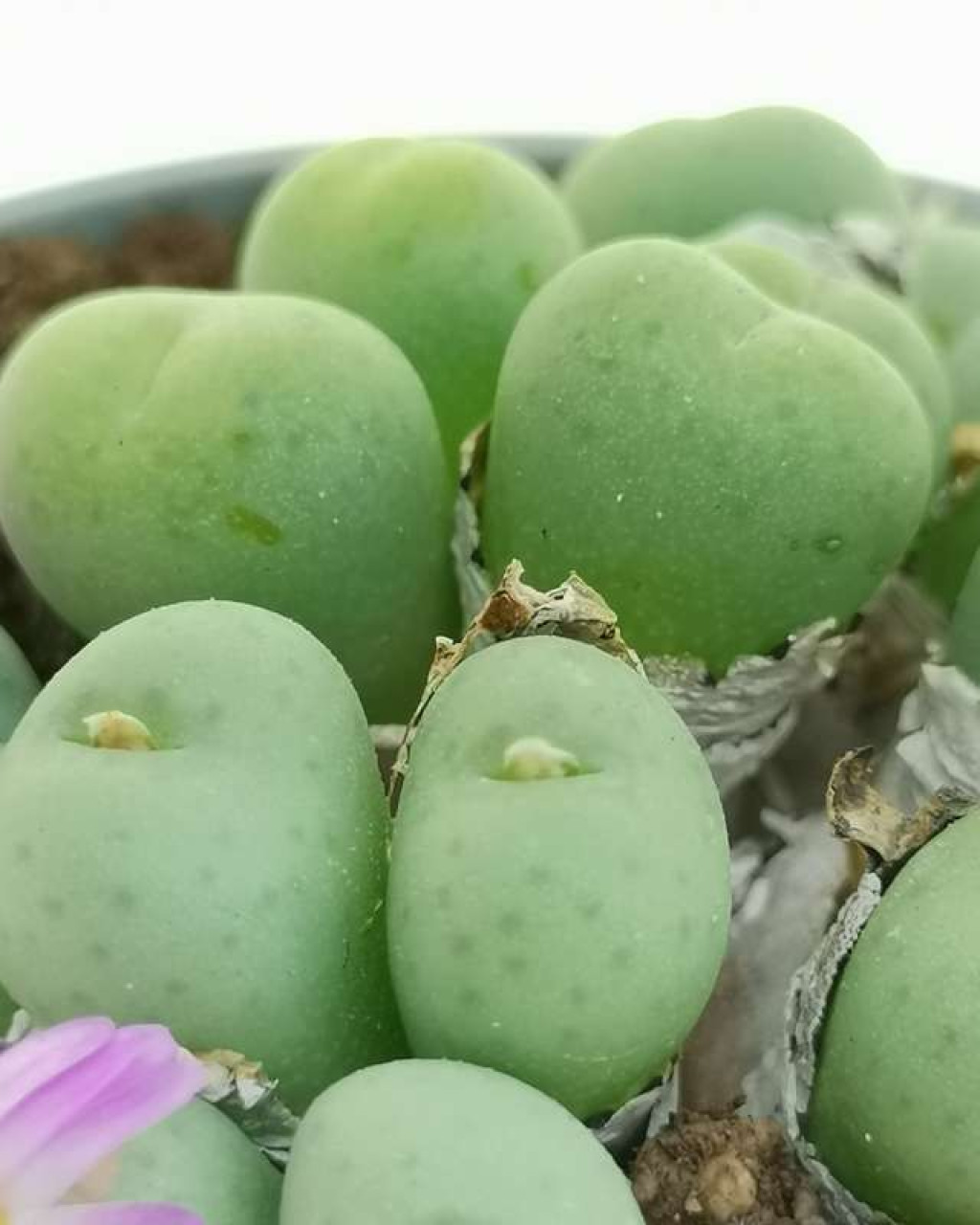 Conophytum globosum