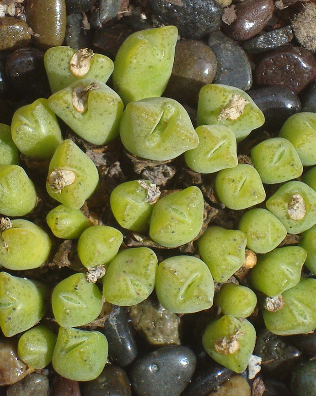 Conophytum halenbergense