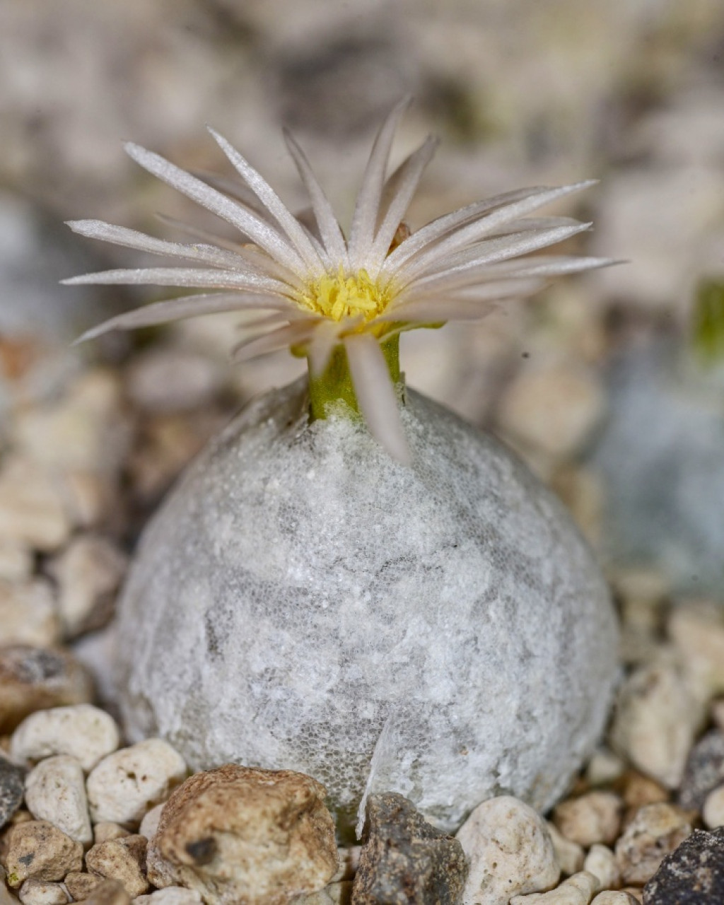 Conophytum hammeri