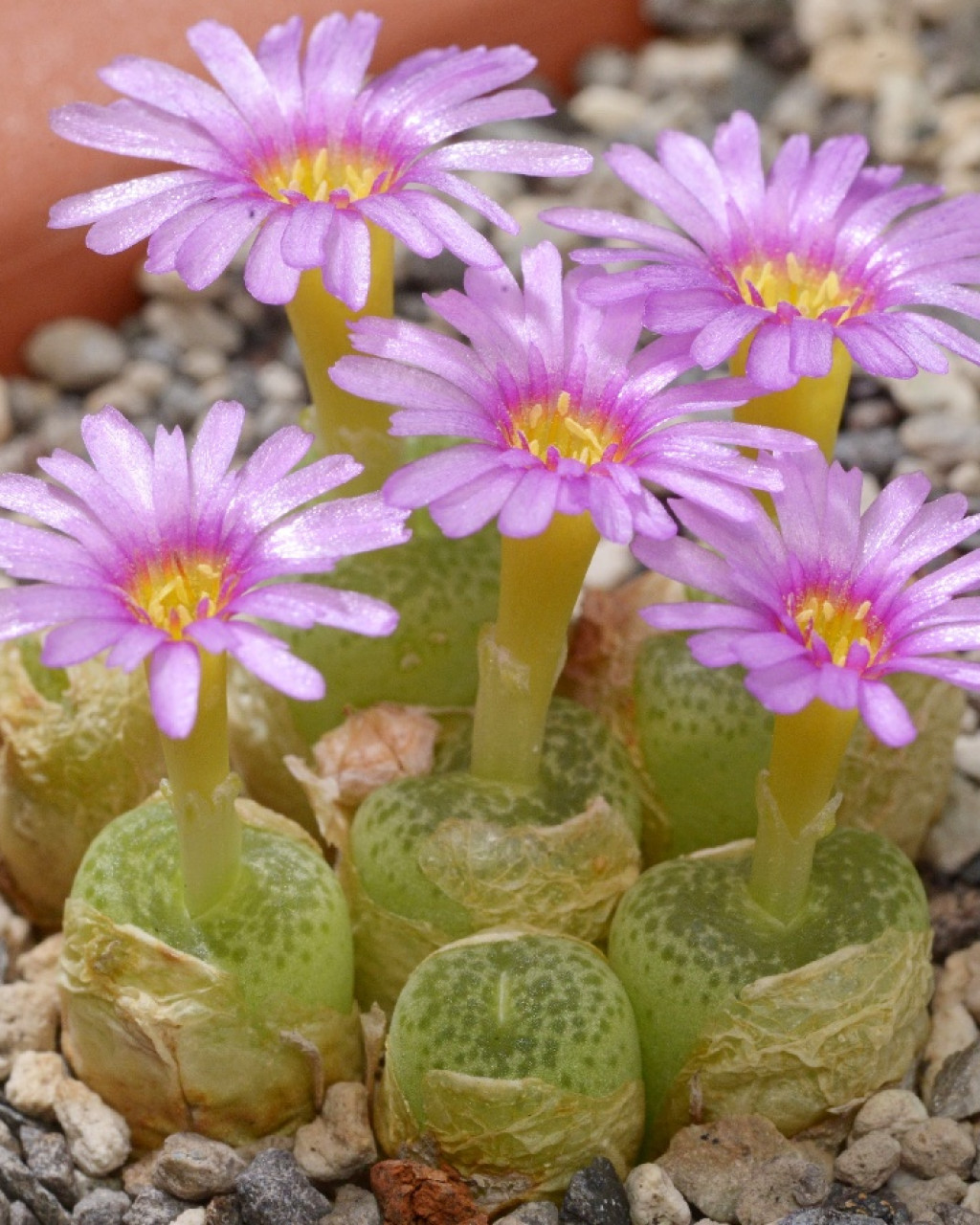 Conophytum hermarium