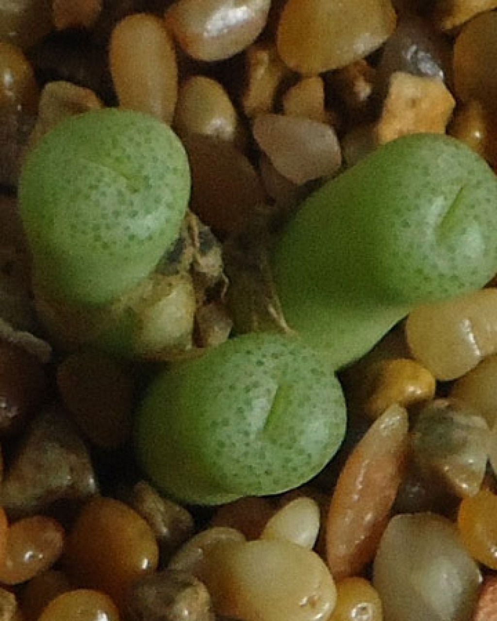 Conophytum Hermarium