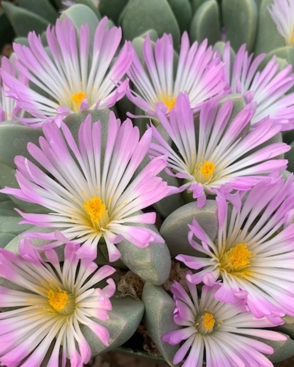 Conophytum herreanthus subsp. rex