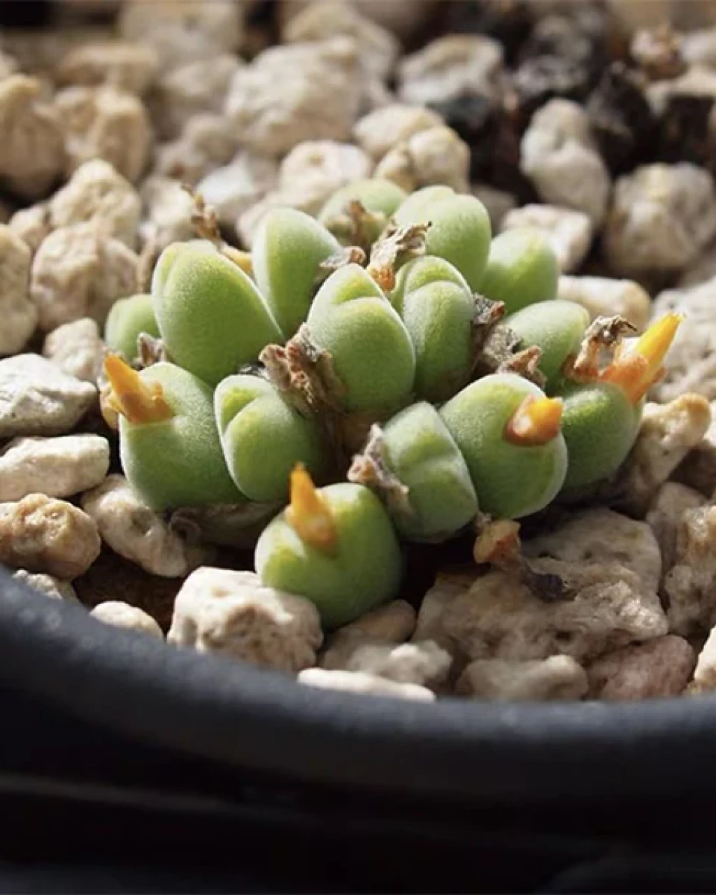 Conophytum hians