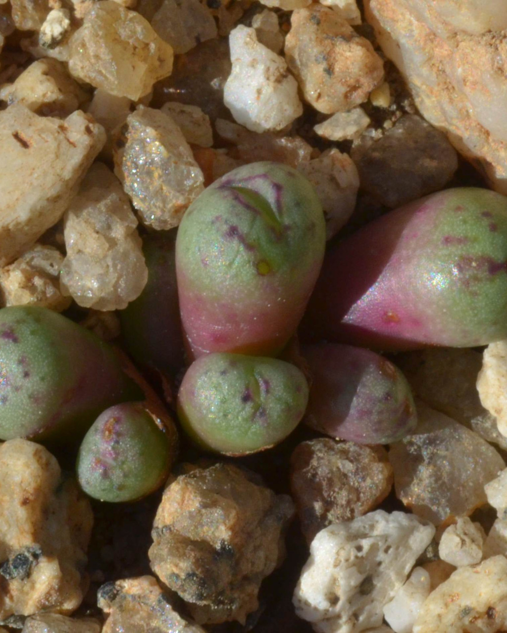 Conophytum hyracis