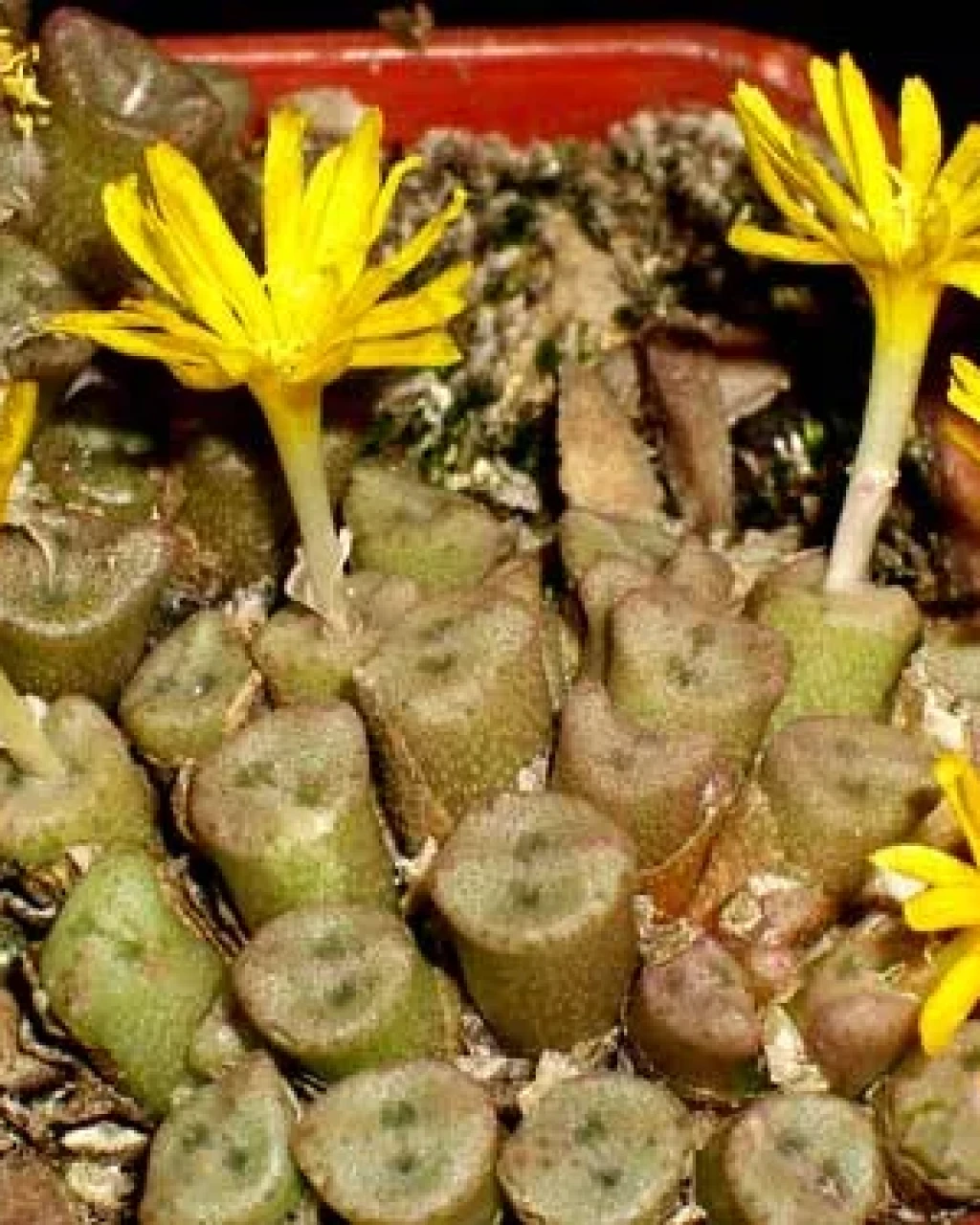 Conophytum irmae